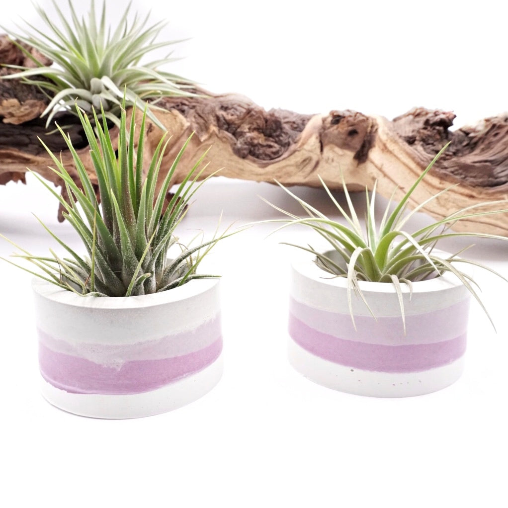 Pots en ombre violette