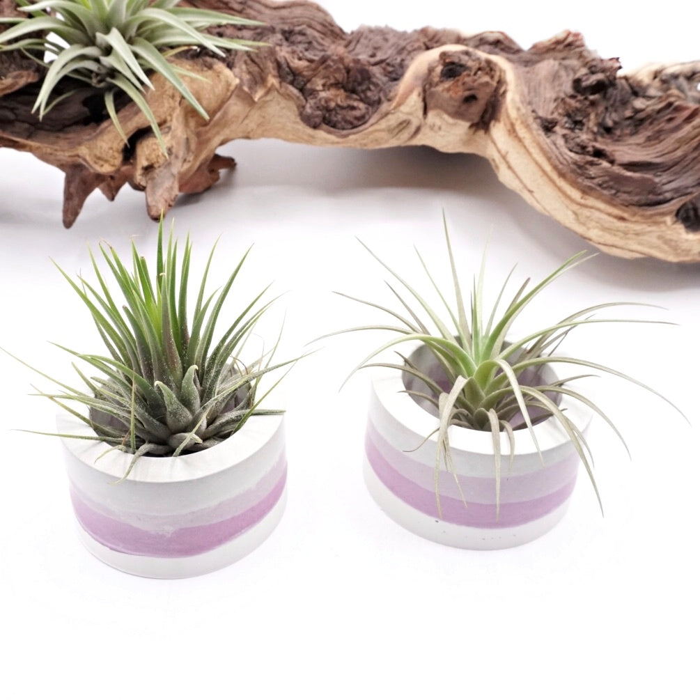 Pots en ombre violette
