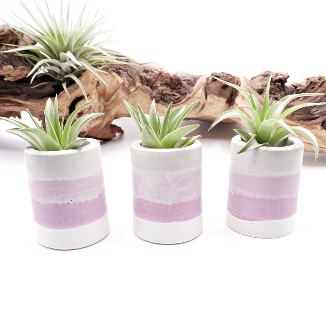 Pots en ombre violette
