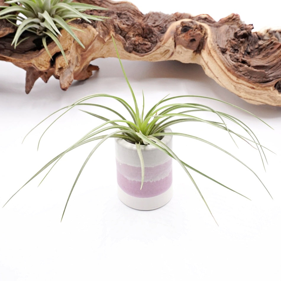 Pots en ombre violette