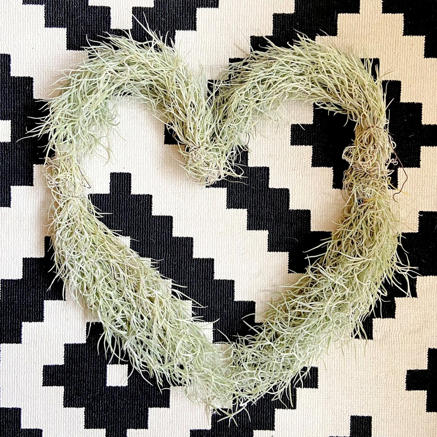 Tillandsia Usneoides "Mousse espagnole"