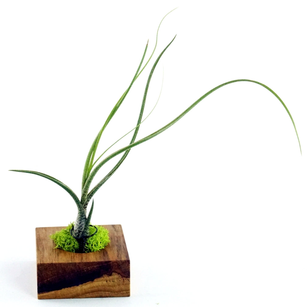 Support de tillandsia en teck