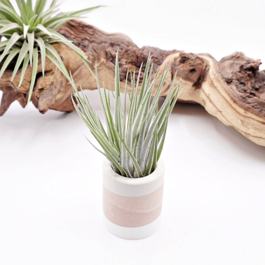 Pots en ombre terre en cuite