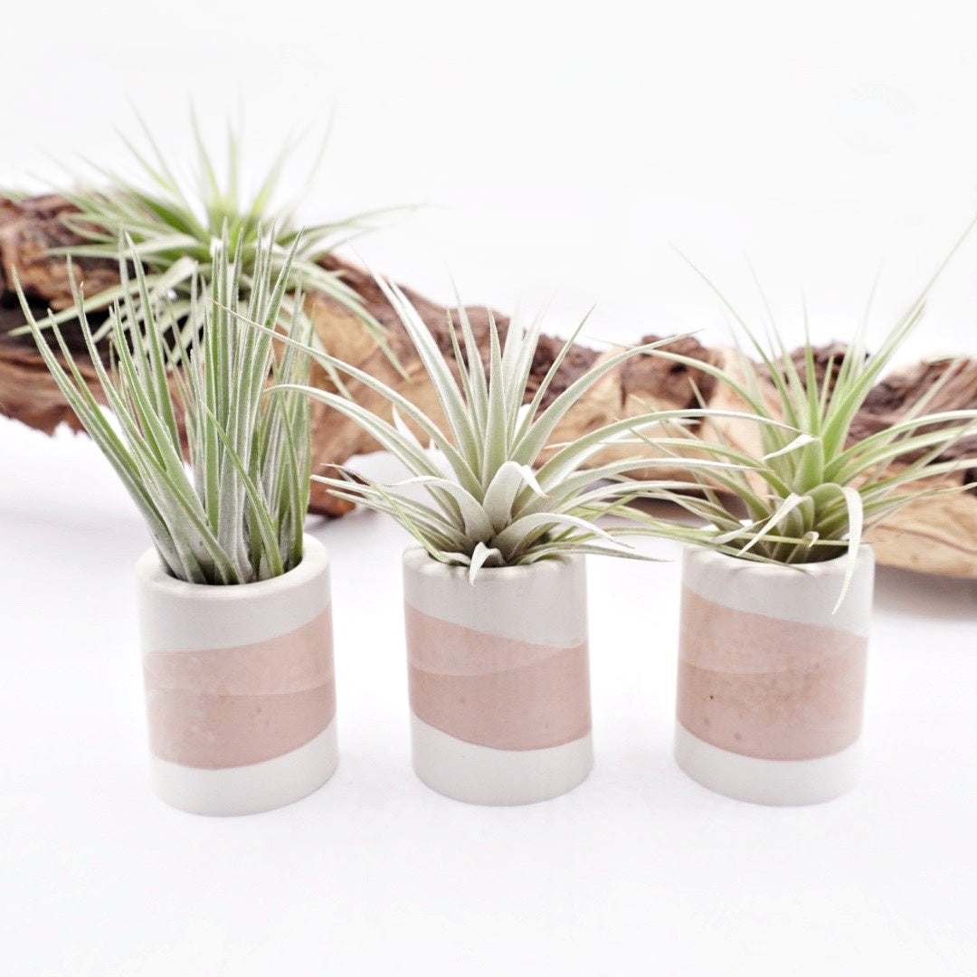Pots en ombre terre en cuite