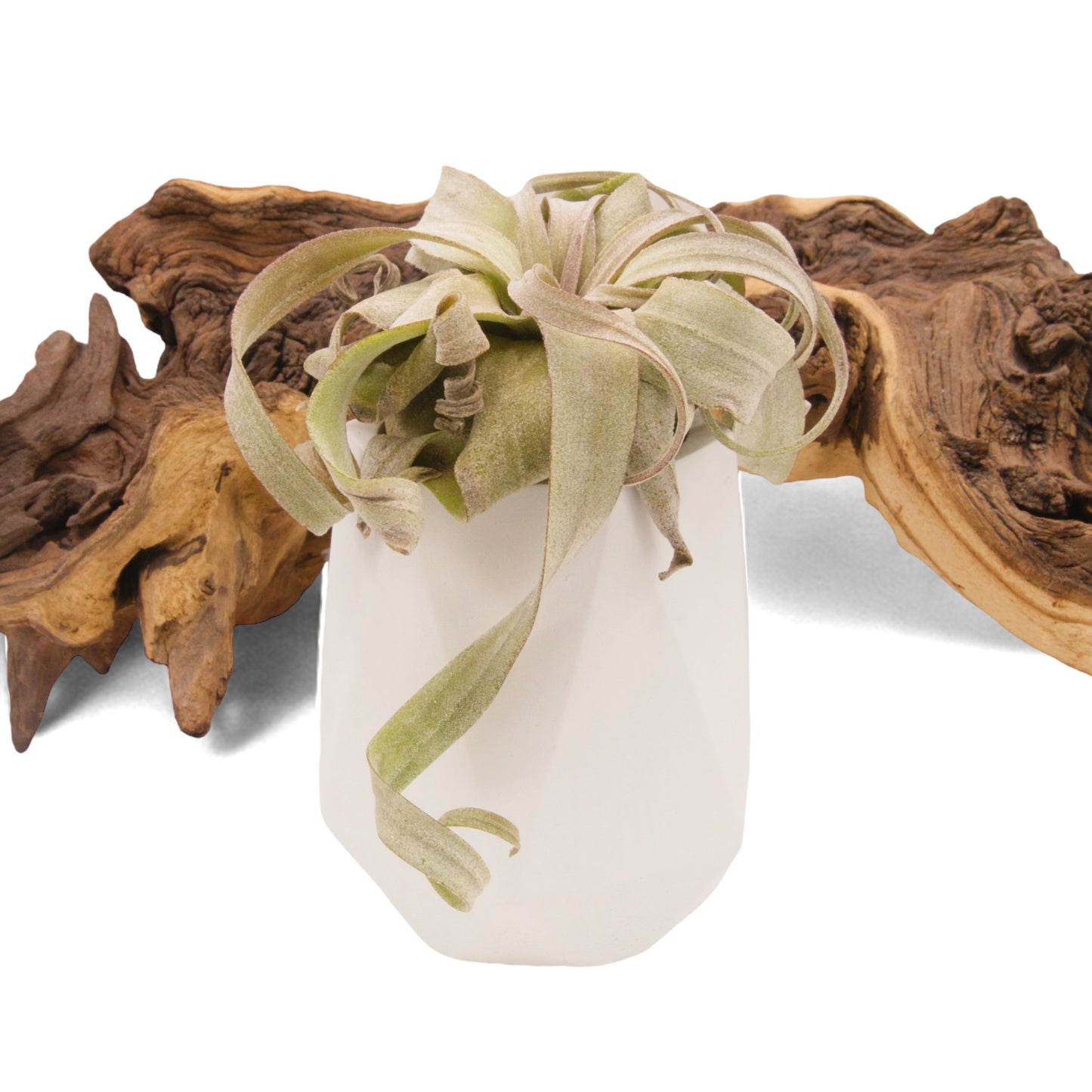 Tillandsia airplant Streptophylla