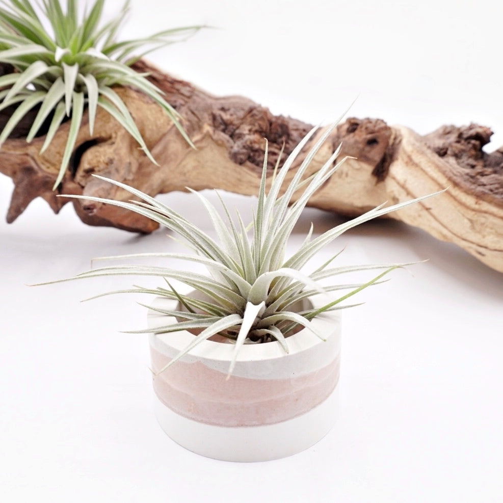 Pots en ombre terre en cuite