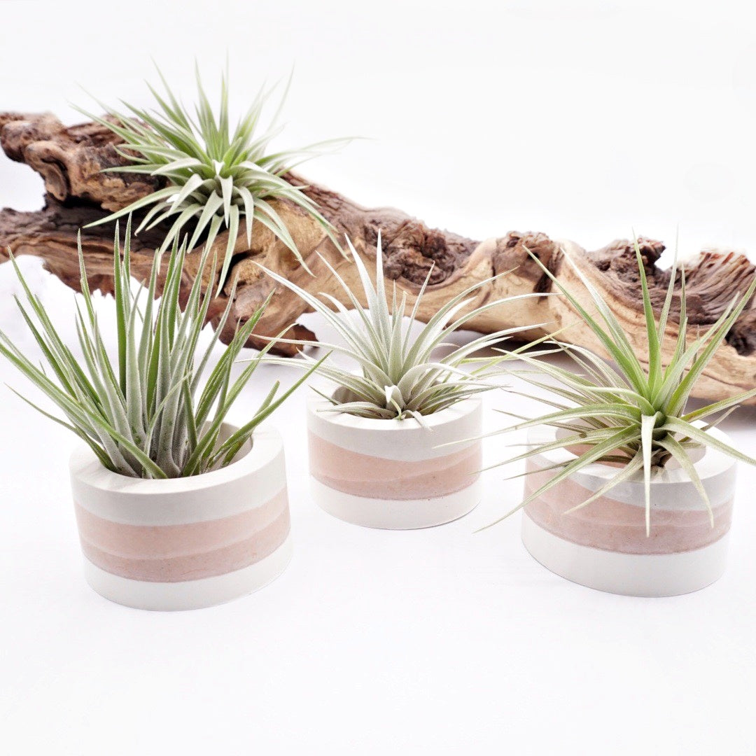 Pots en ombre terre en cuite