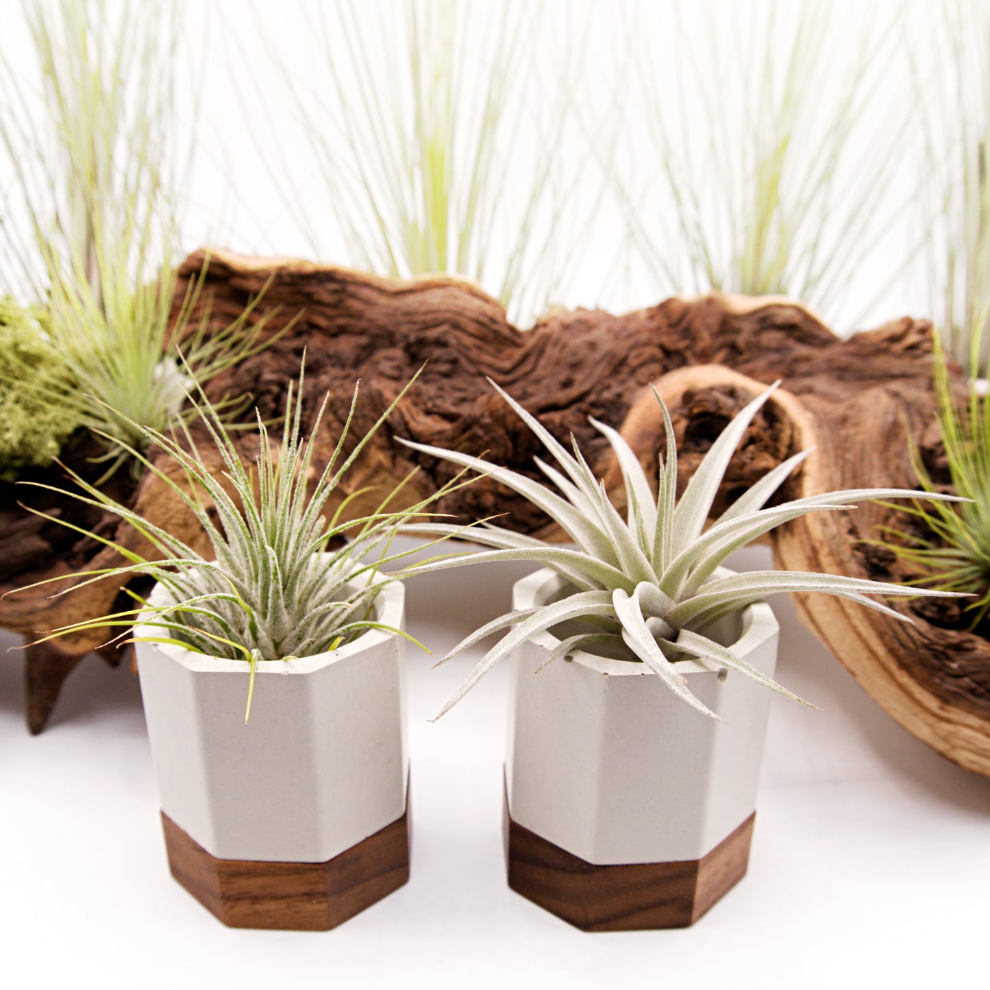 Pots en ciment & bois