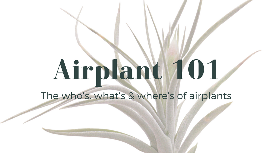 What is an Airplant?