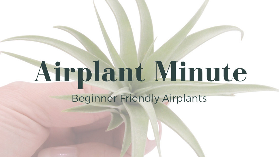 Beginner-friendly airplant recommendation