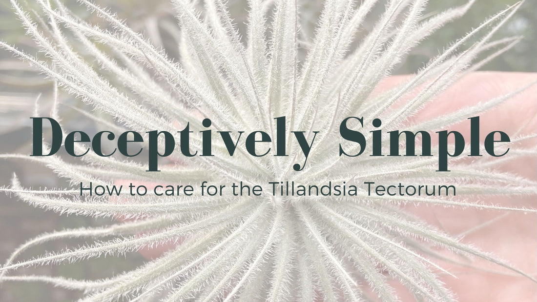 A guide to caring for the tillandsia tectorum