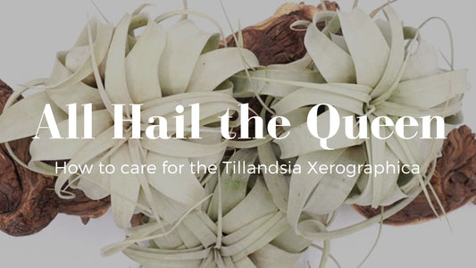 Guide to the Tillandsia Xerographica, about and care