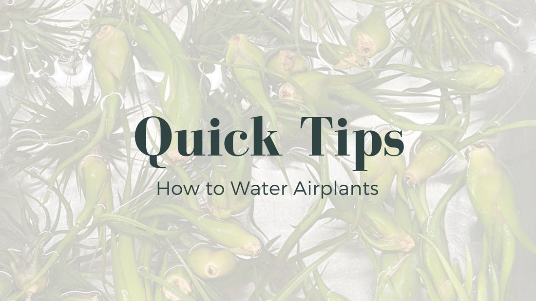 How to water airplants and tillandsias