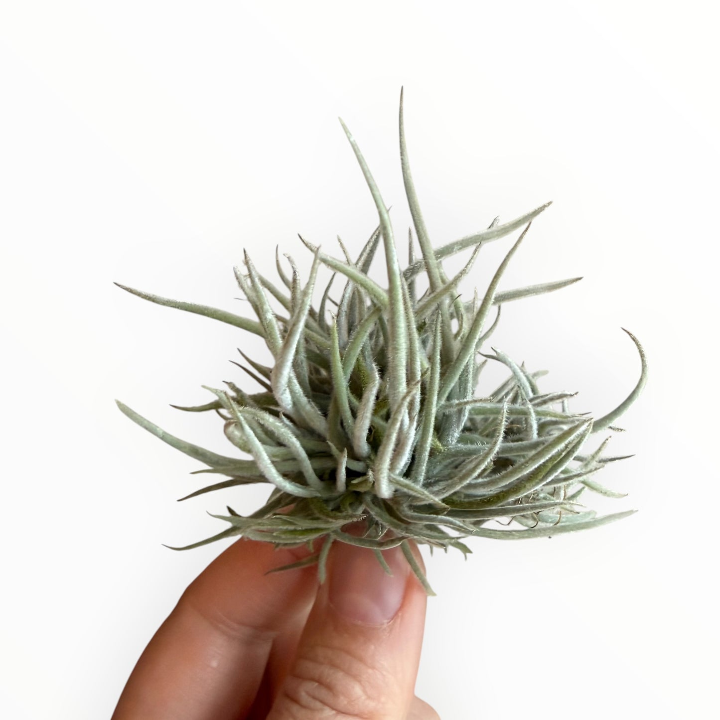 Tillandsia Crocata Dwarf clump