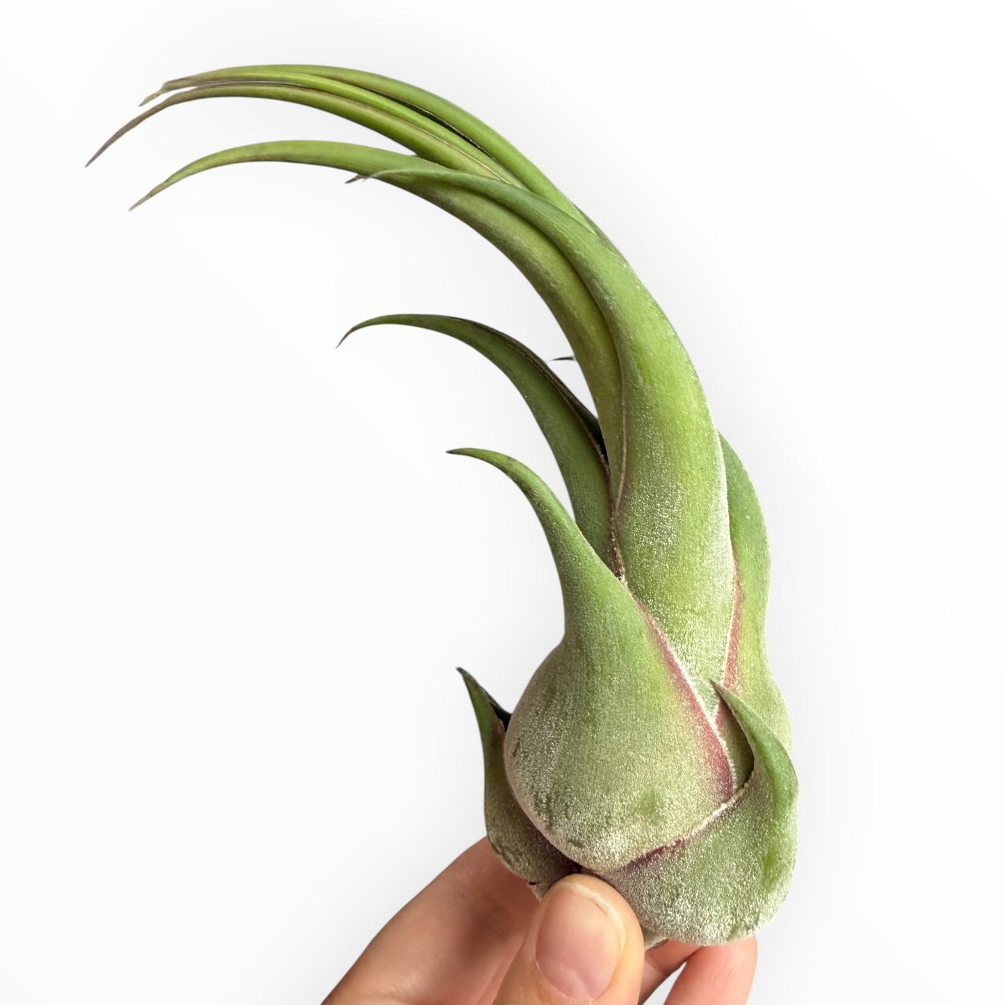 Tillandsia Seleriana