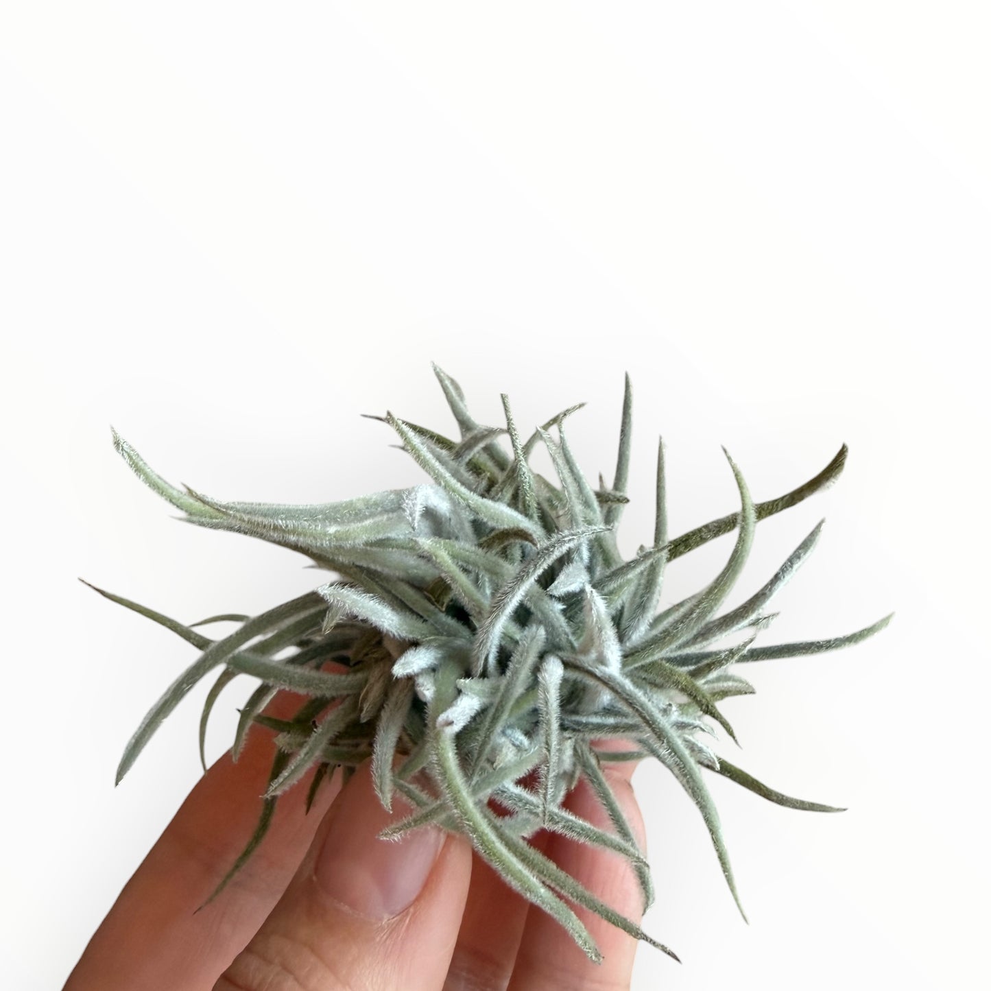 Tillandsia Crocata Dwarf clump