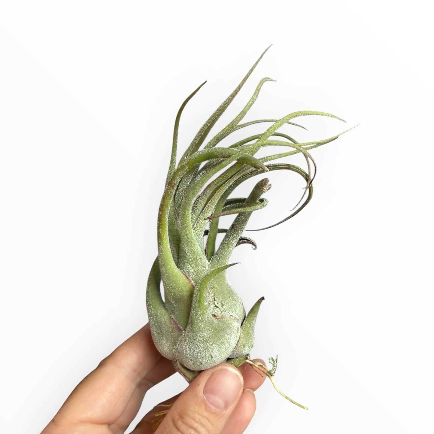 Tillandsia Seleriana