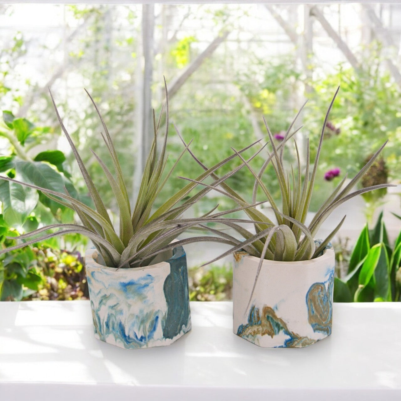 Airplant Aeranthos Negra