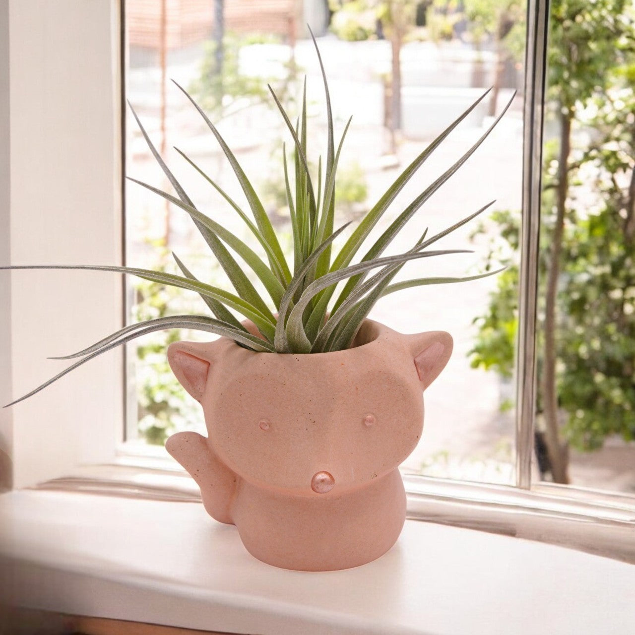 Airplant Aeranthos Negra