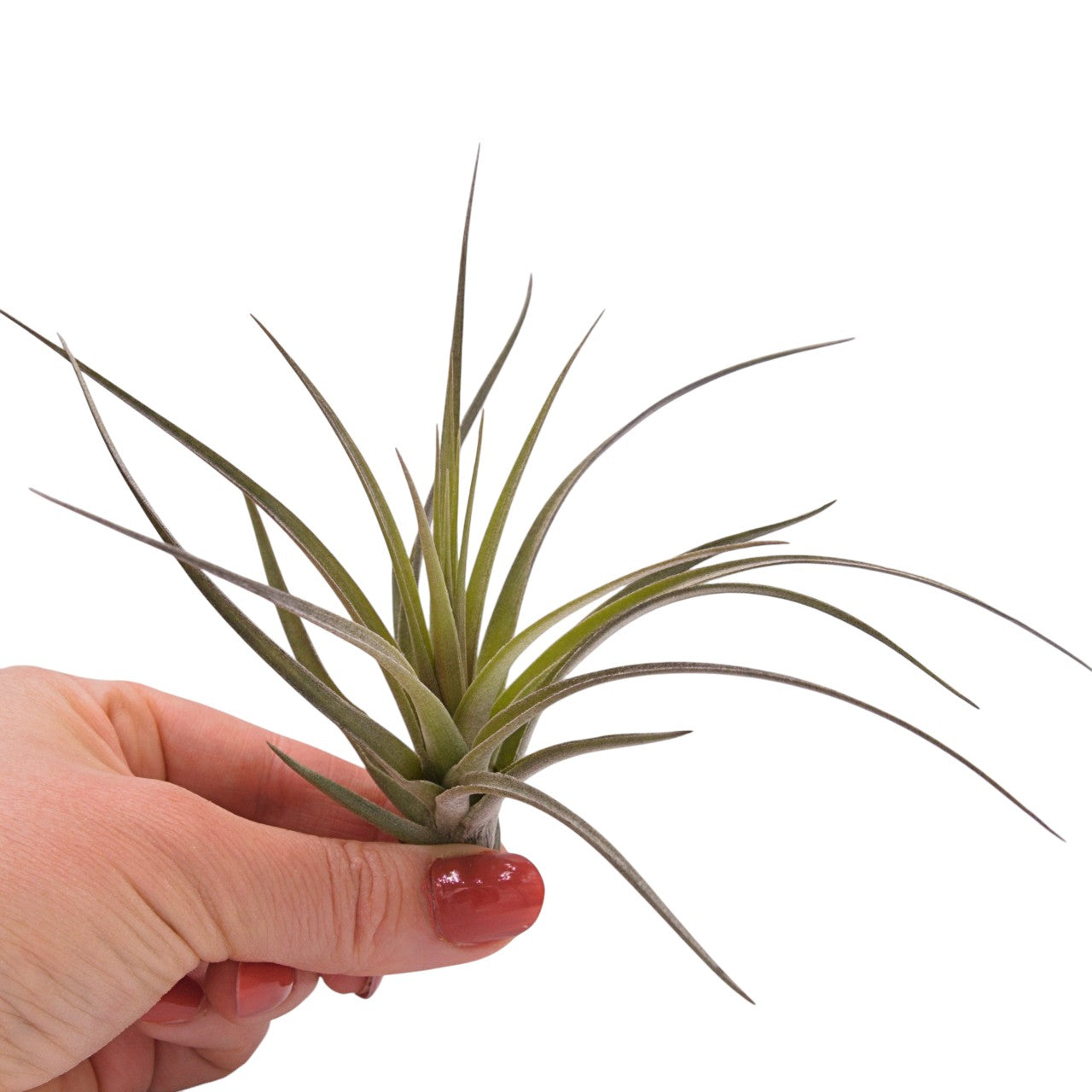Airplant Aeranthos Negra