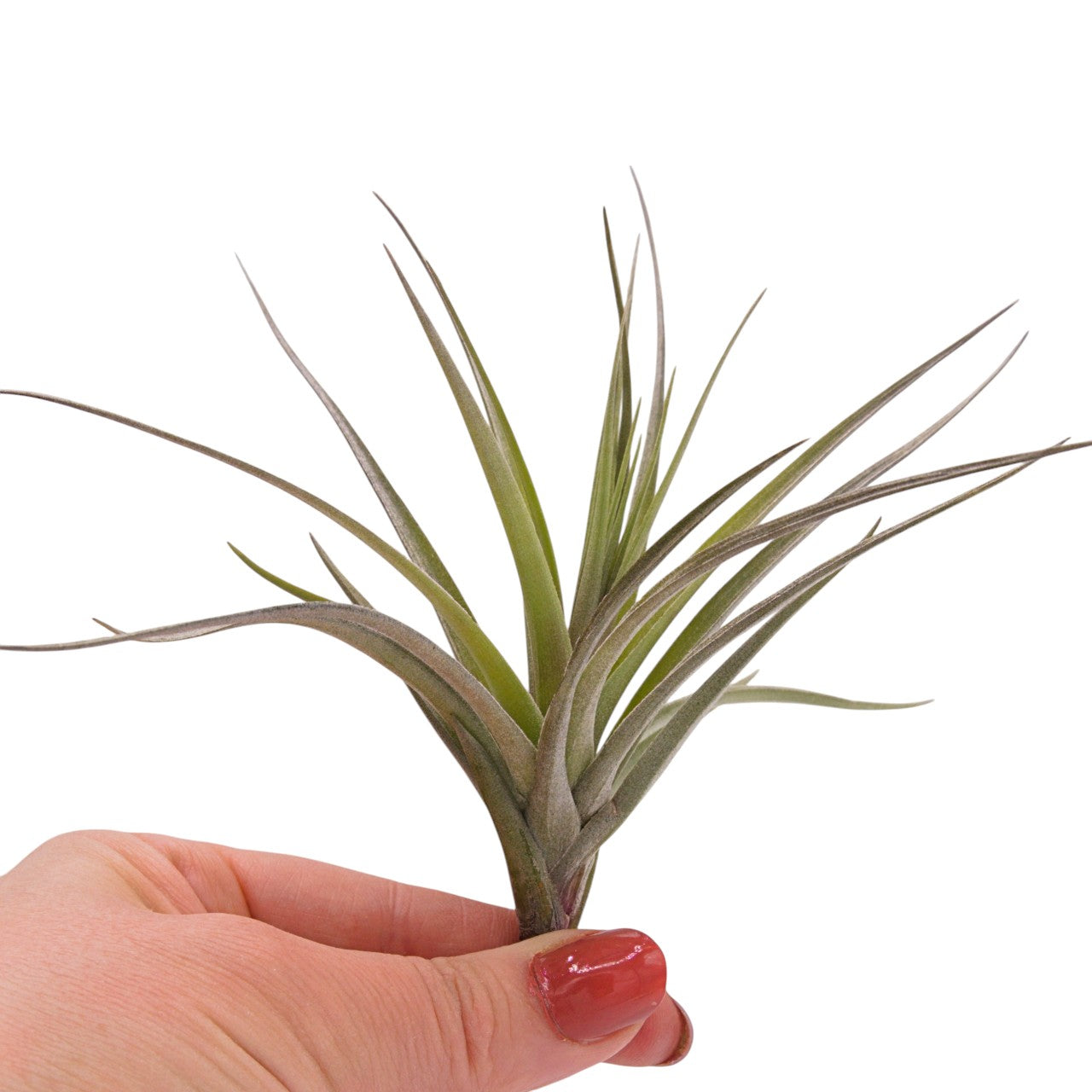 Airplant Aeranthos Negra