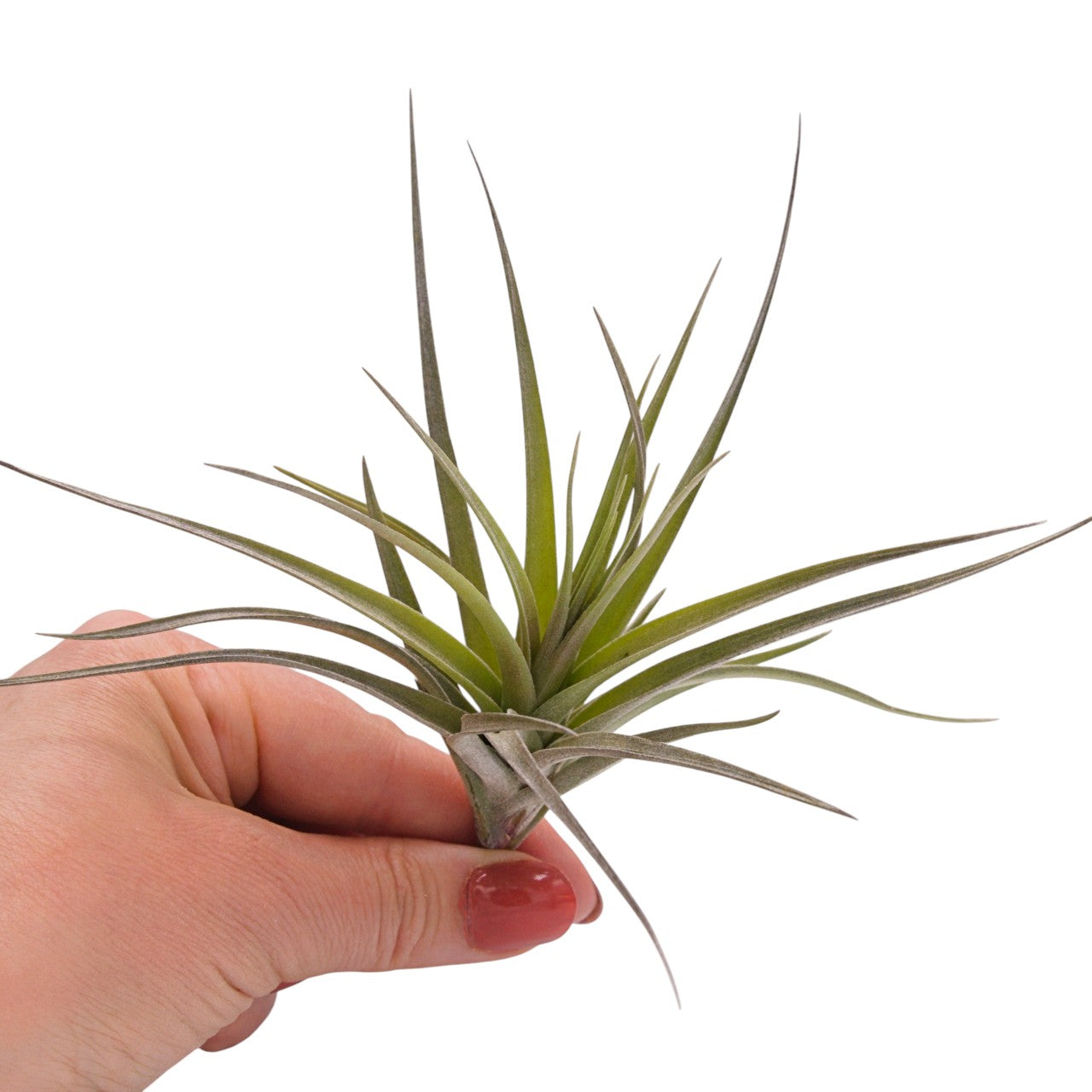 Airplant Aeranthos Negra