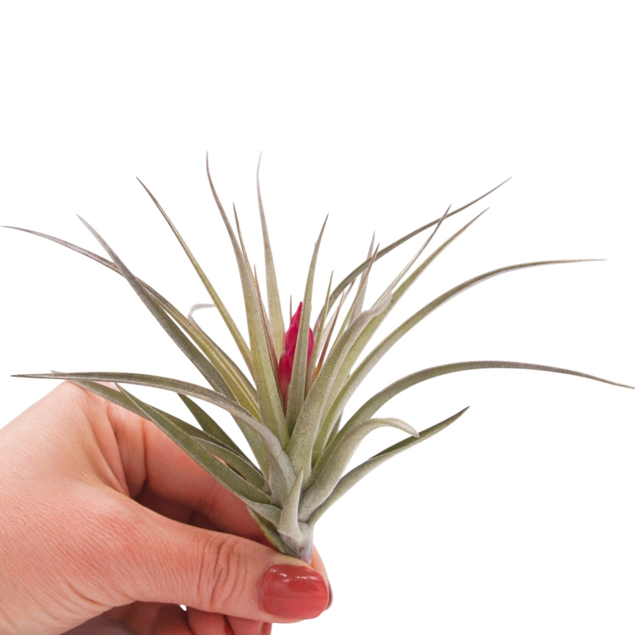 Tillandsia Aeranthos Negra with deep pink flower