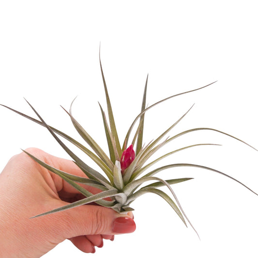 Tillandsia Aeranthos Negra with deep pink flower
