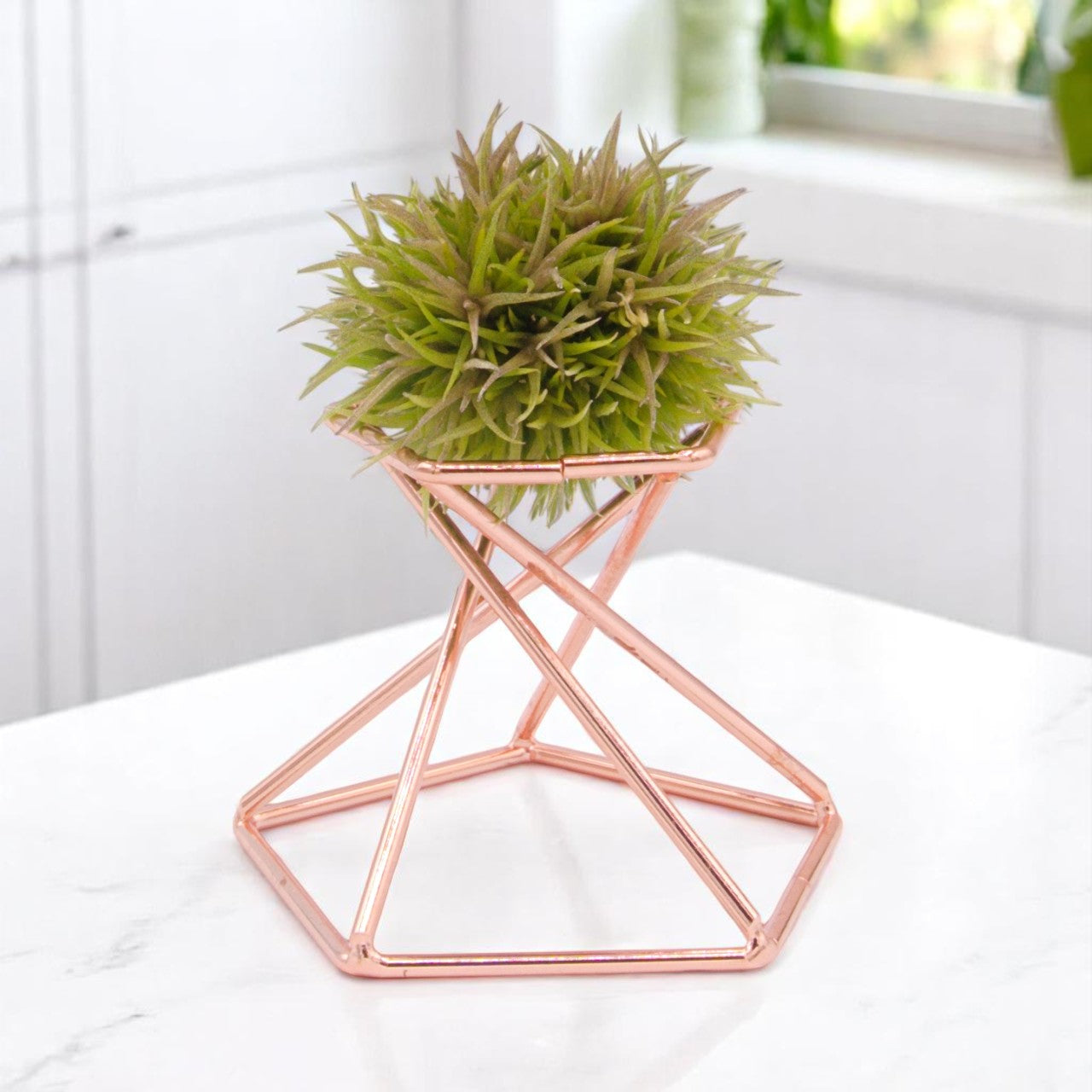 aeranthos teddy bear air plant Tillandsia Aeranthos Teddy Bear – Plant Babies Terrariums