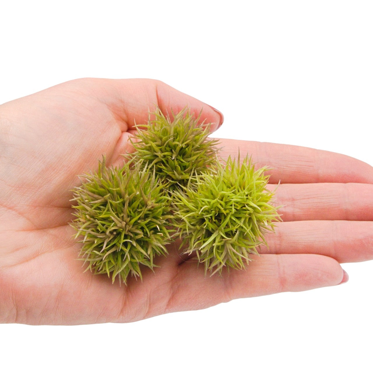 Aeranthos Teddy Bear Airplant