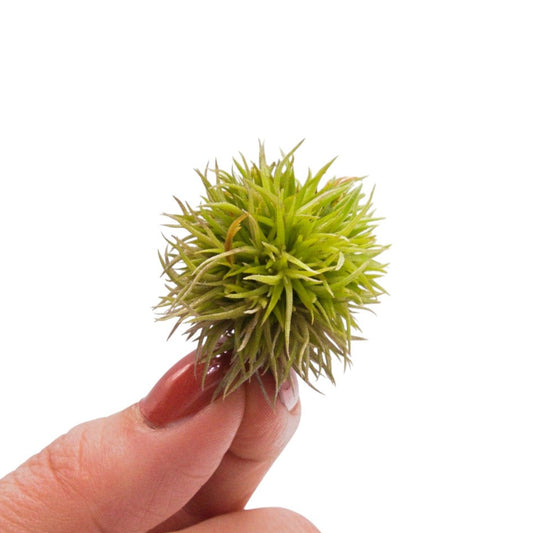 Aeranthos Teddy Bear Airplant
