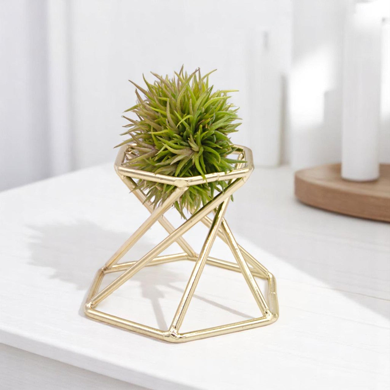 Aeranthos Teddy Bear Airplant