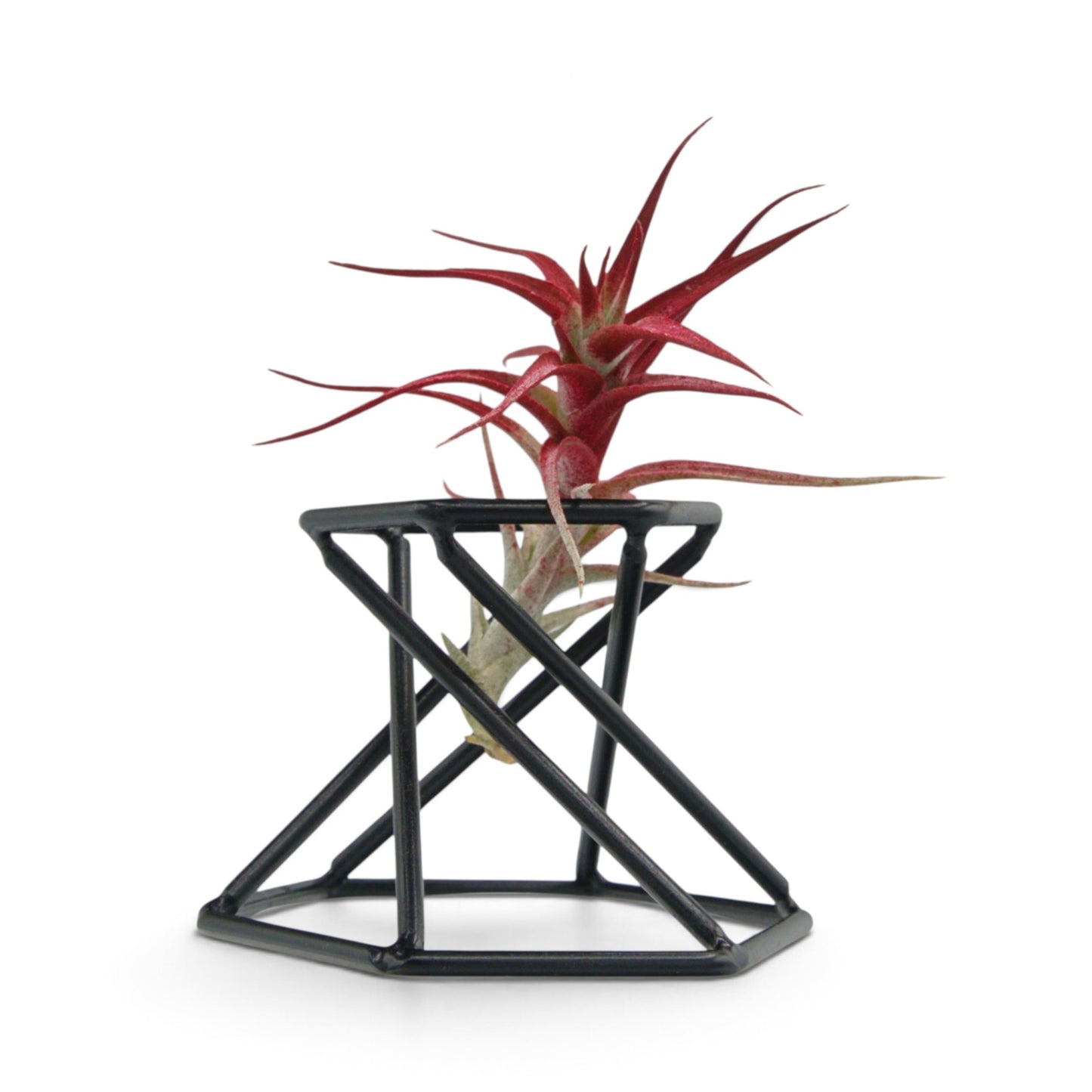 Tillandsia Albida Minor Red Enhanced