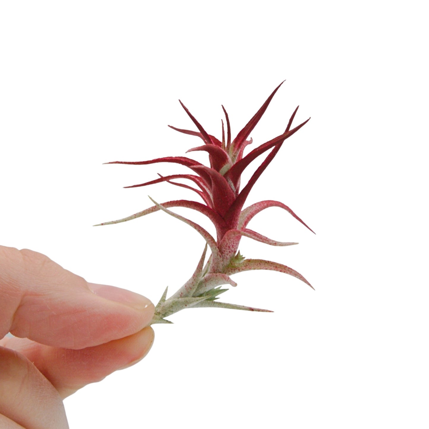 Tillandsia Albida Minor Red Enhanced