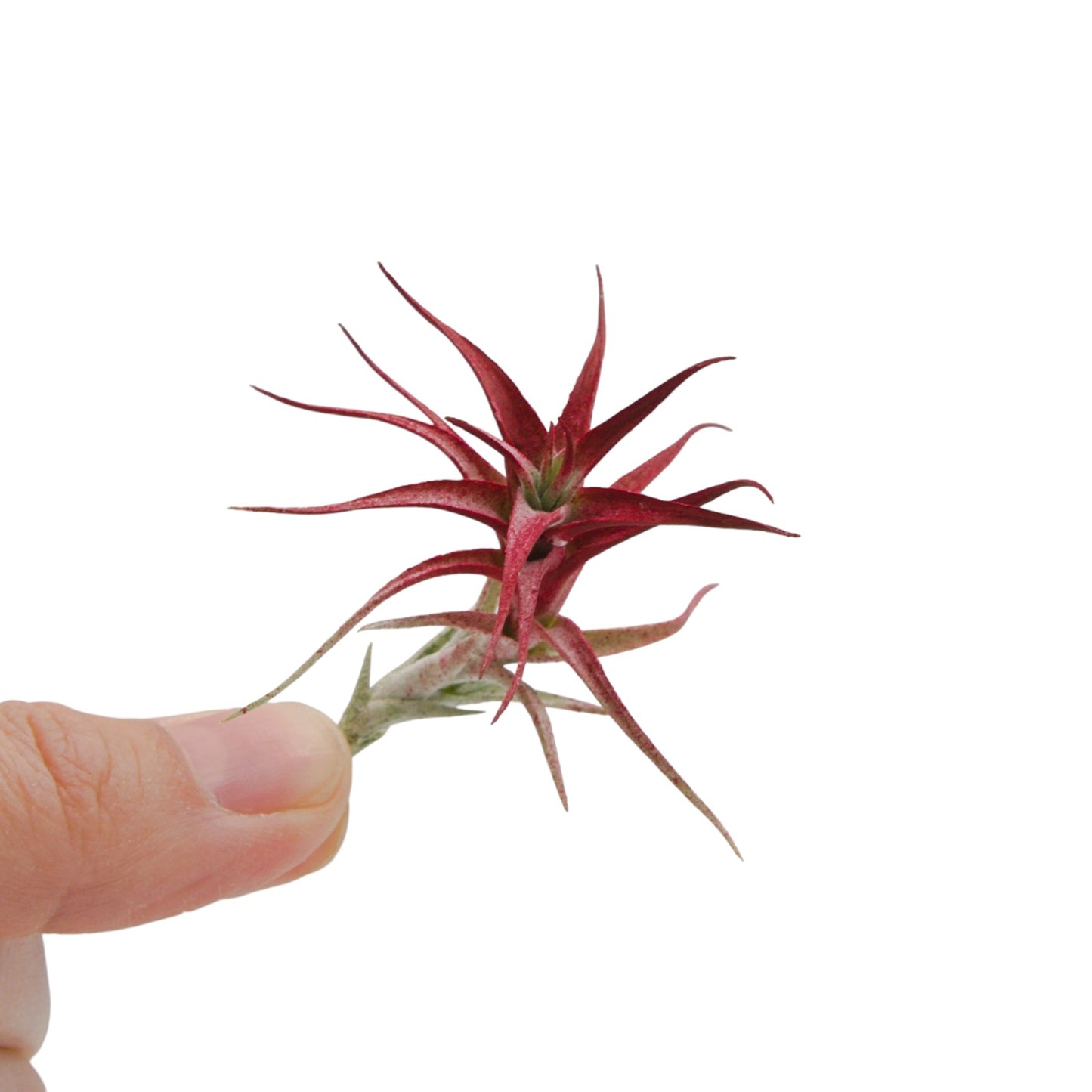 Tillandsia Albida Minor Red Enhanced