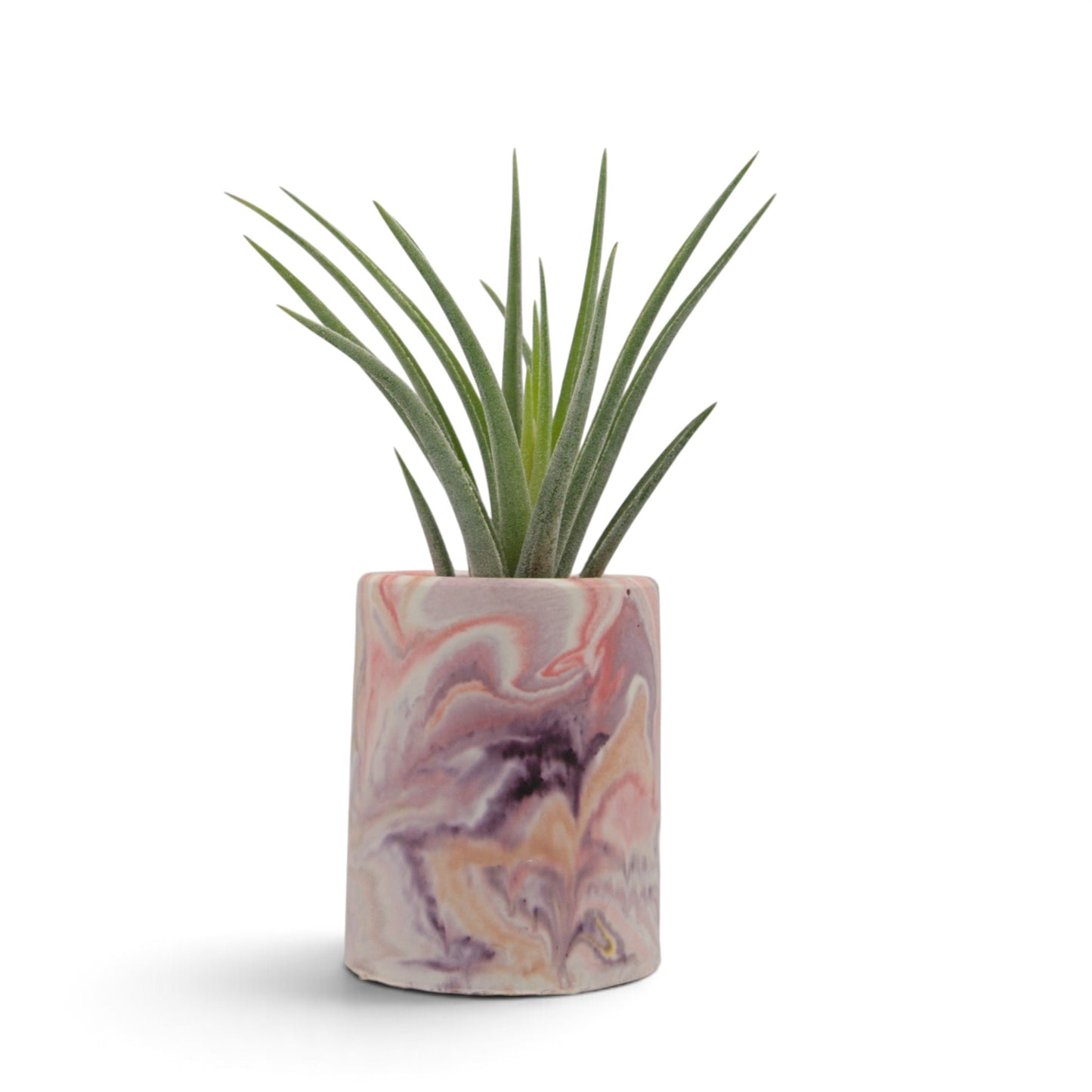 Tillandsia Baileyi x Ionantha
