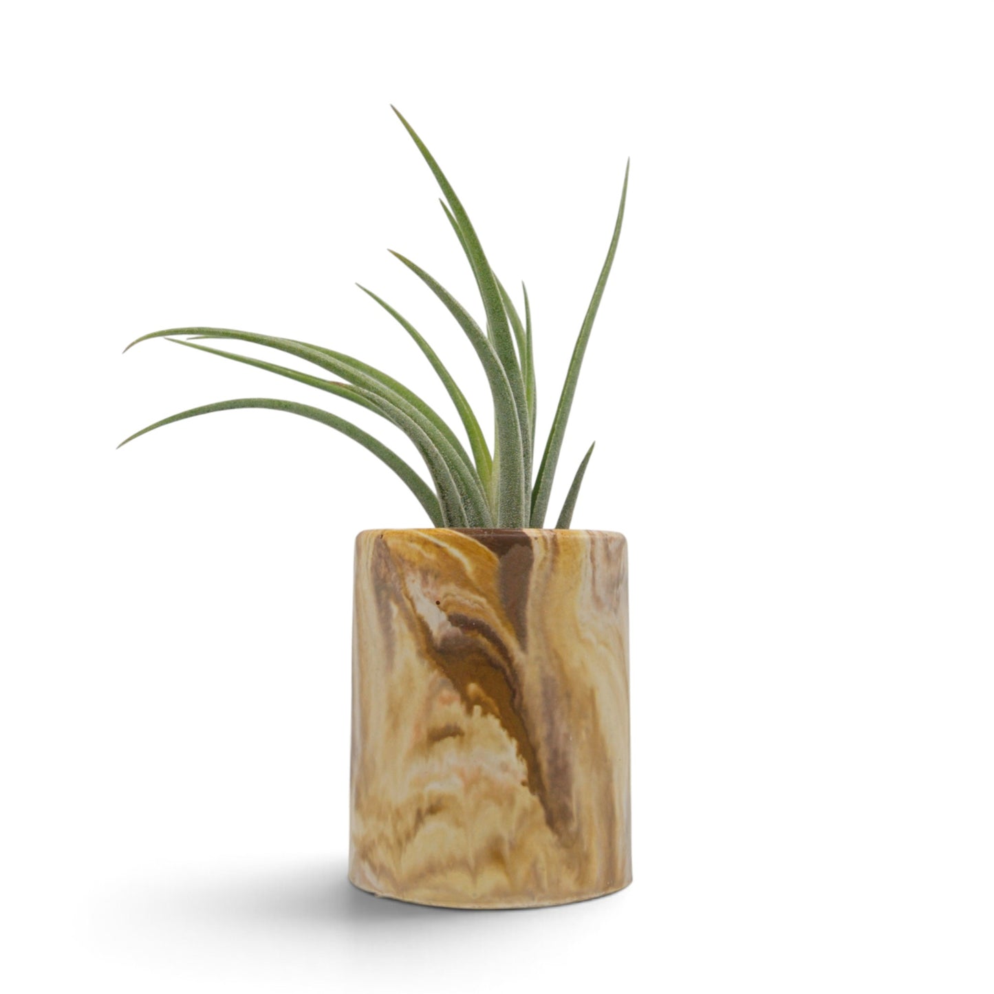 Tillandsia Baileyi x Ionantha