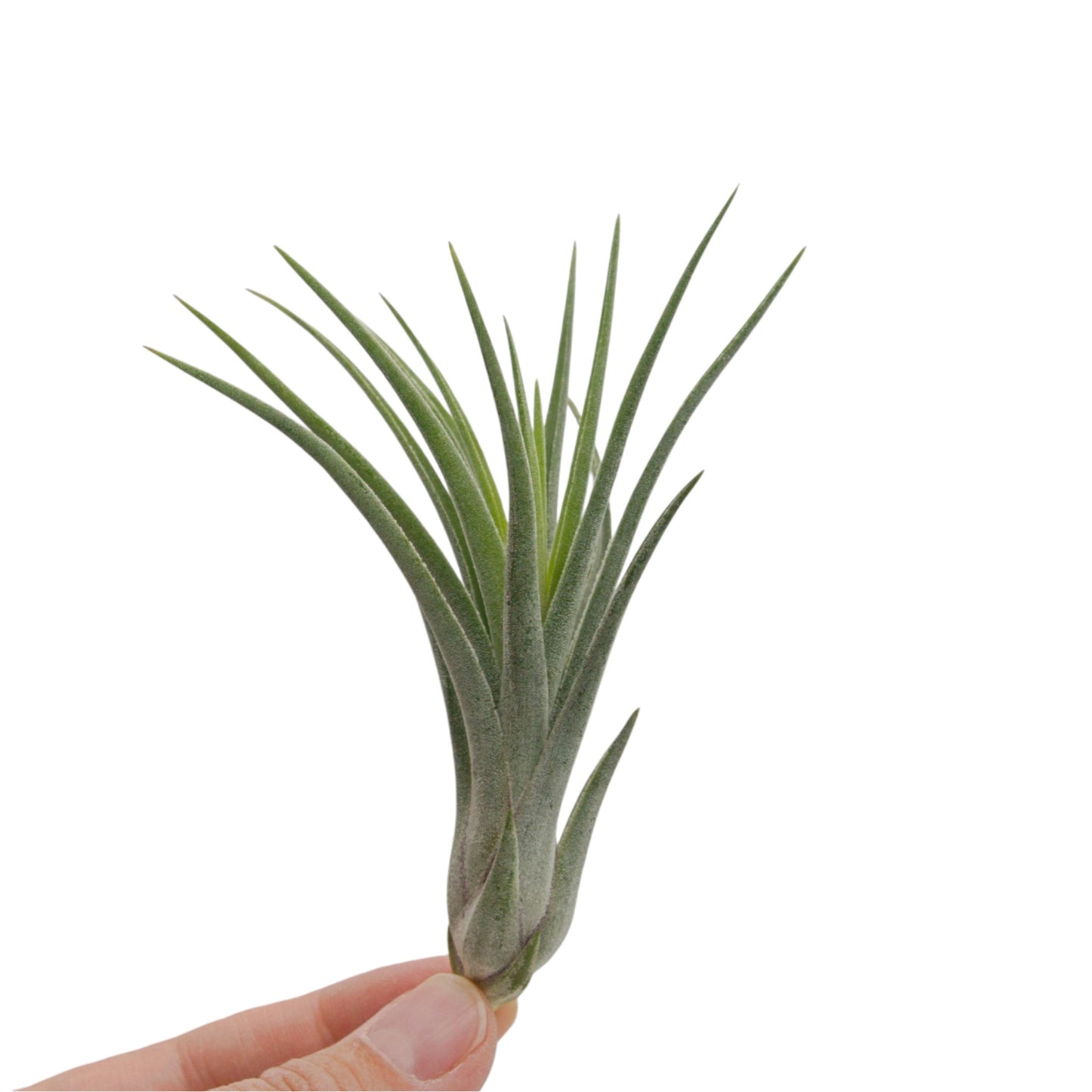 Tillandsia Baileyi x Ionantha