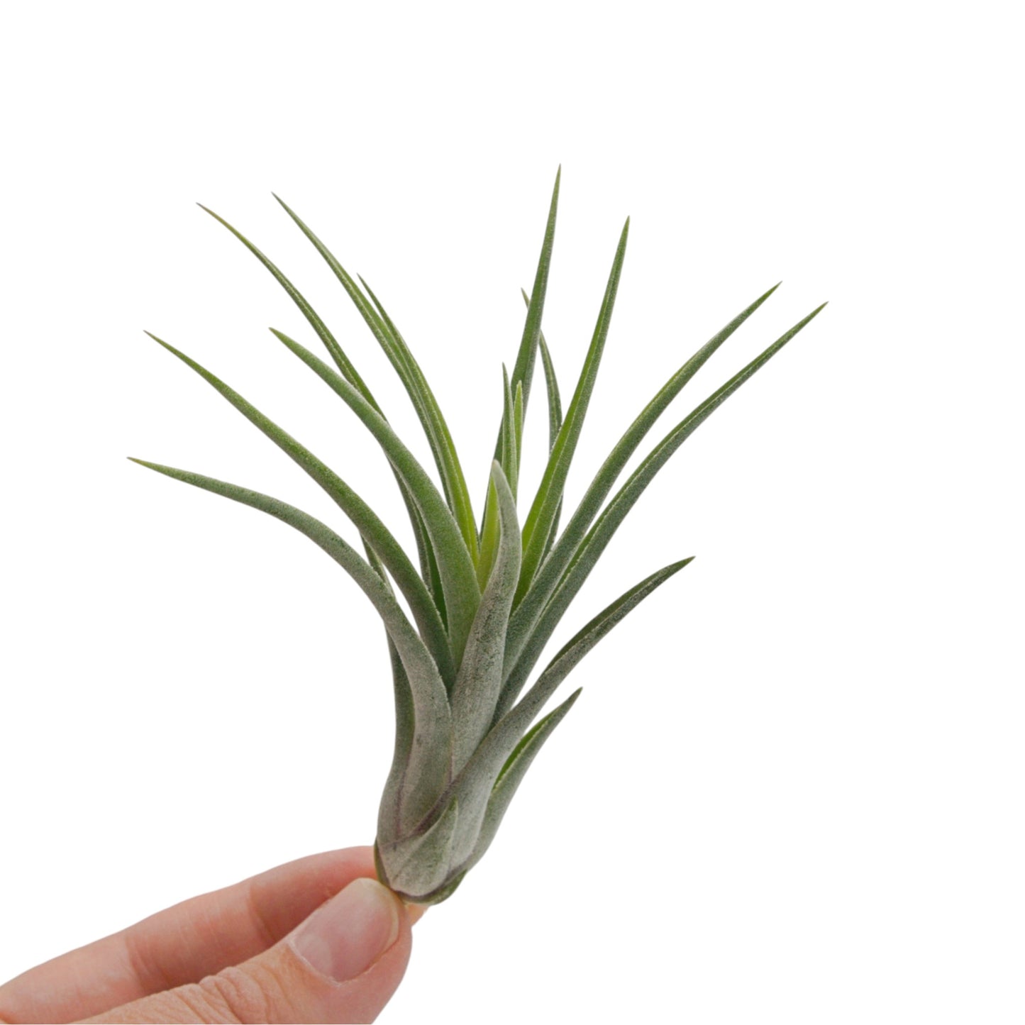 Tillandsia Baileyi x Ionantha
