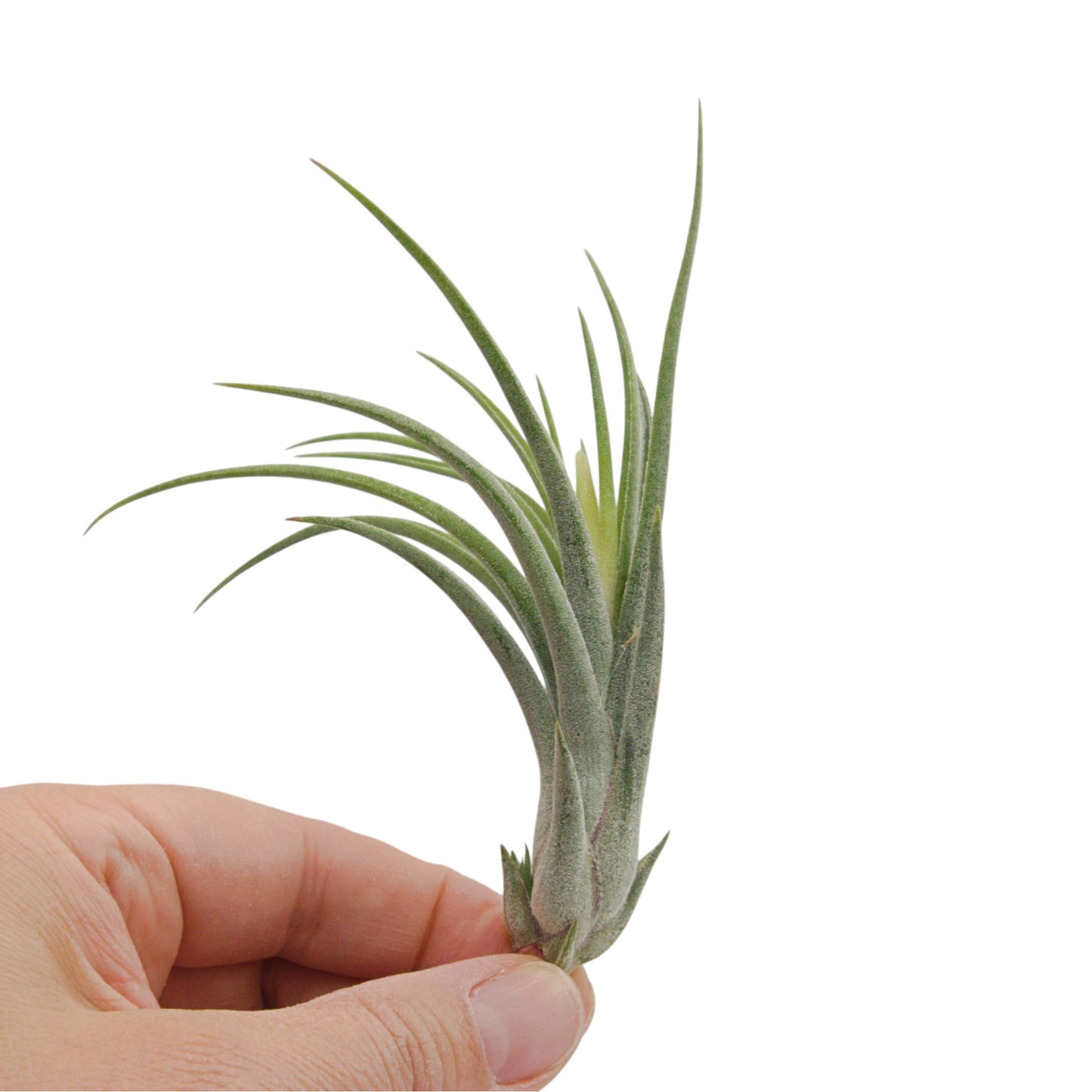Tillandsia Baileyi x Ionantha