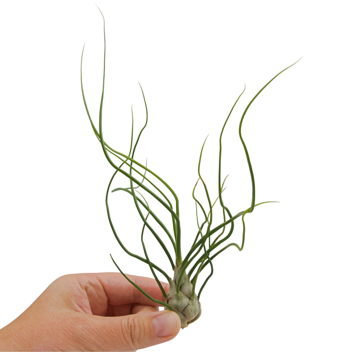 Tillandsia Bulbosa Subtilis