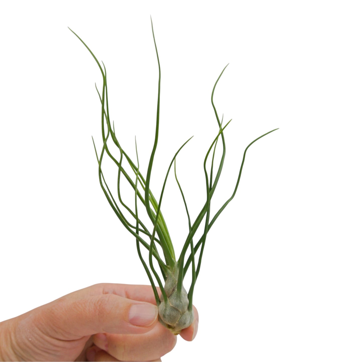 Tillandsia Bulbosa Subtilis