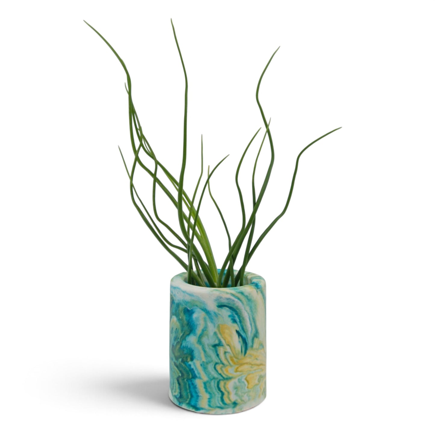 Tillandsia Bulbosa Subtilis