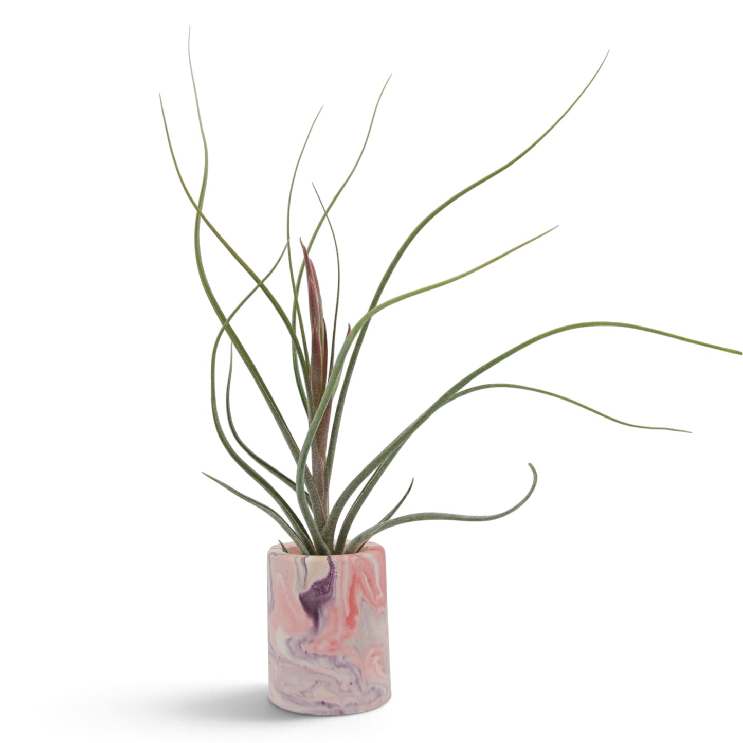 Tillandsia King Kong Butzii x Ionantha avec bouton floral