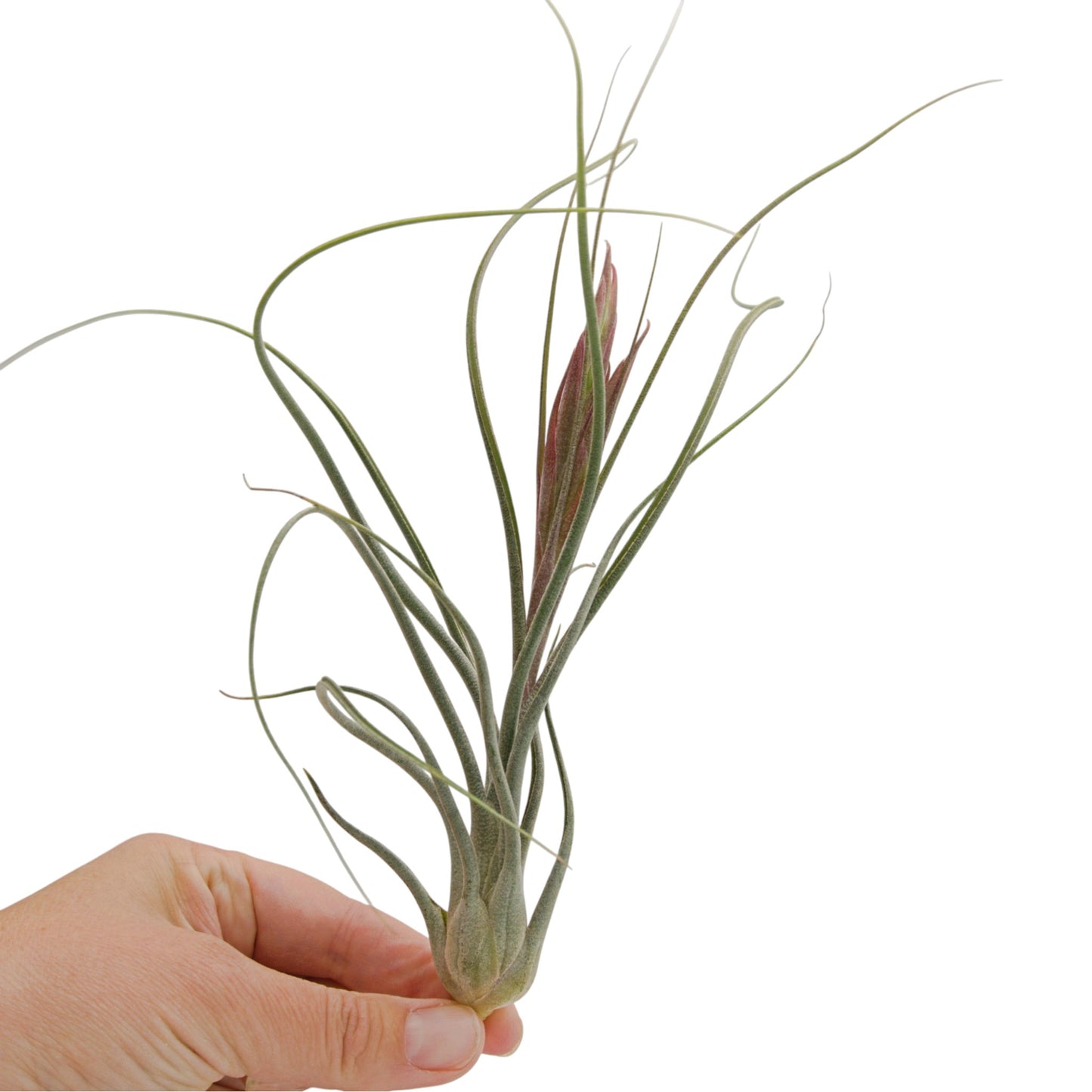Tillandsia King Kong Butzii x Ionantha avec bouton floral