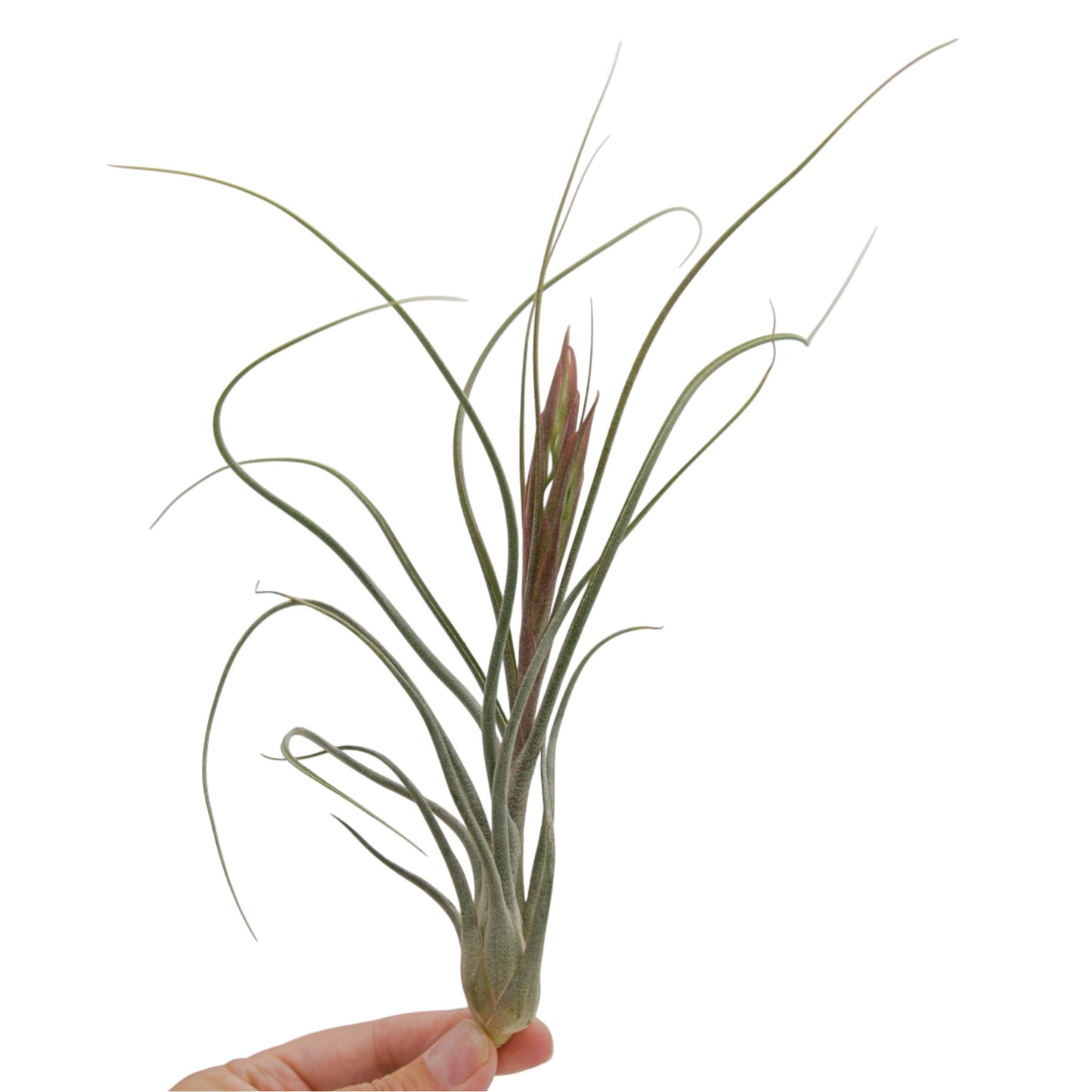Tillandsia King Kong Butzii x Ionantha avec bouton floral