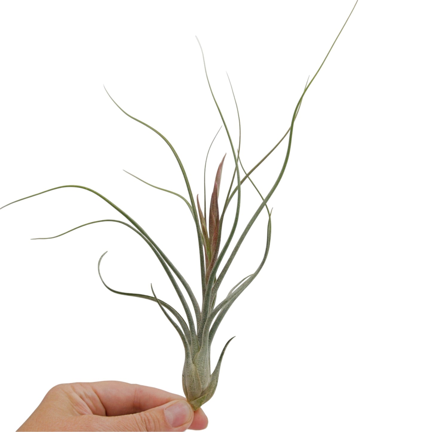 Tillandsia King Kong Butzii x Ionantha avec bouton floral
