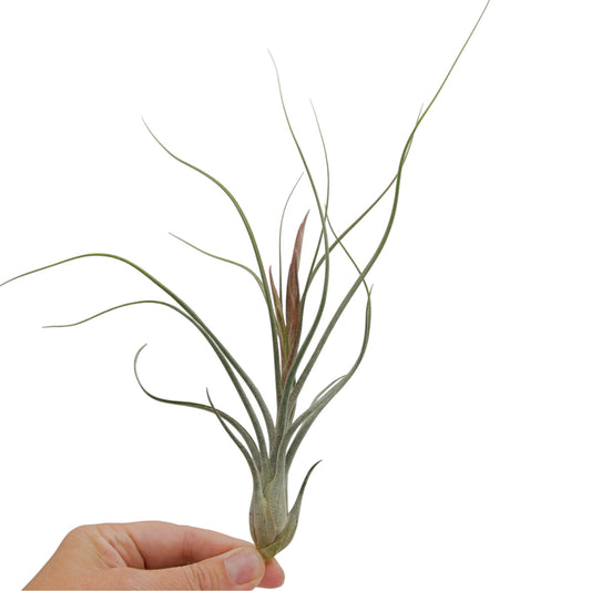Tillandsia King Kong Butzii x Ionantha avec bouton floral