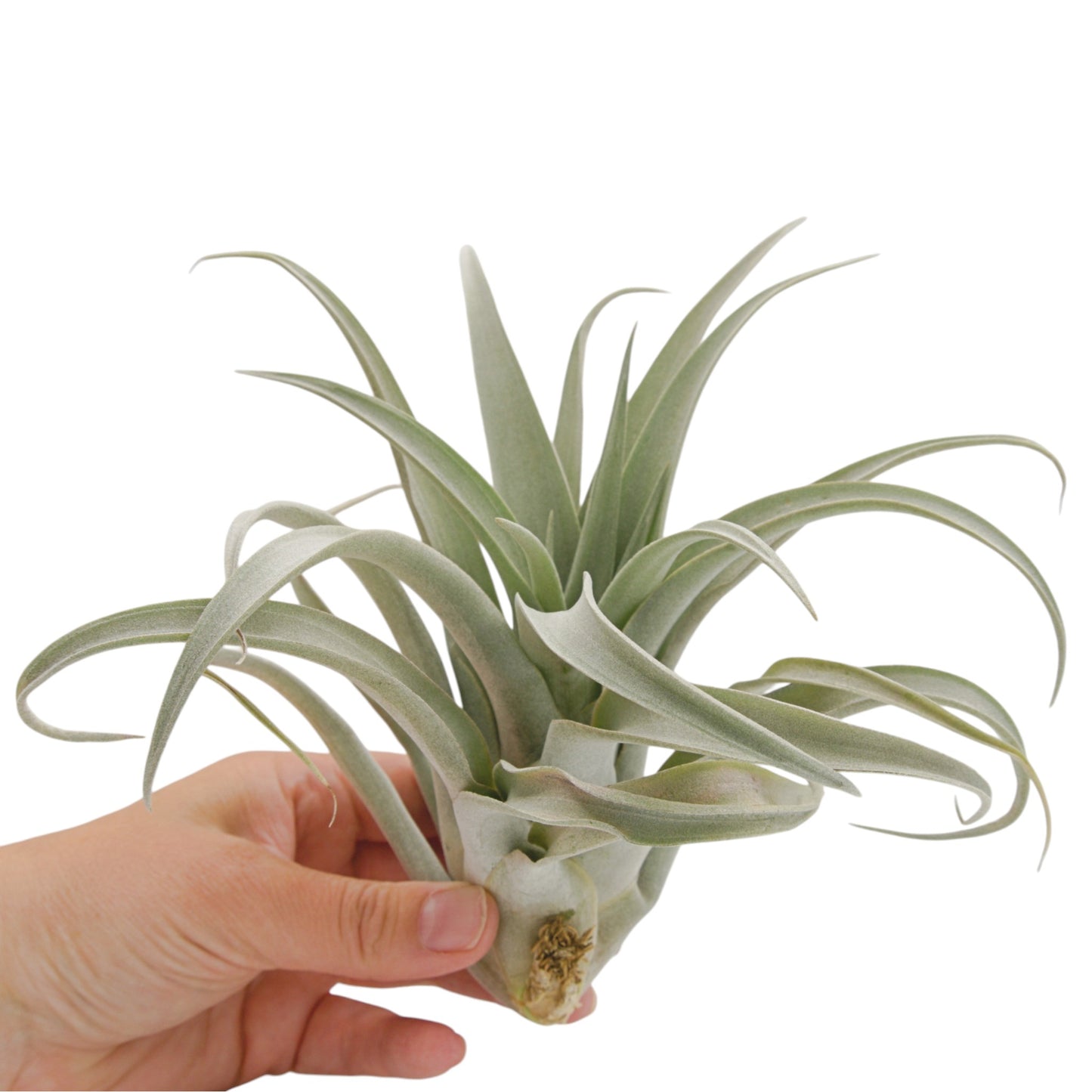 Tillandsia Capitata Mauve