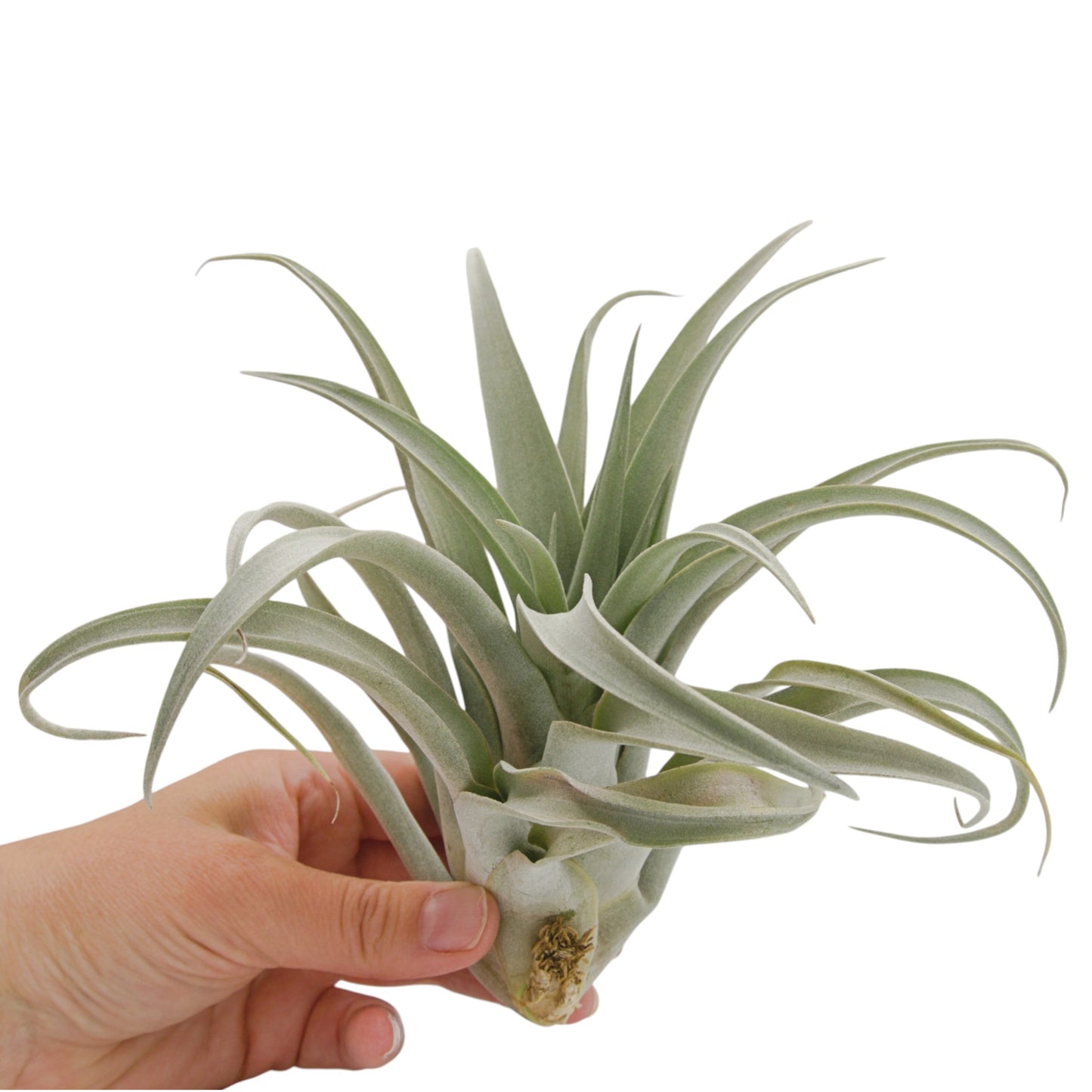 Tillandsia Capitata Mauve